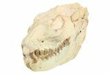 Fossil Oreodont (Leptauchenia) Skull - South Dakota #263493-3